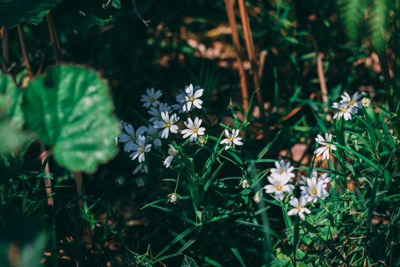 plants